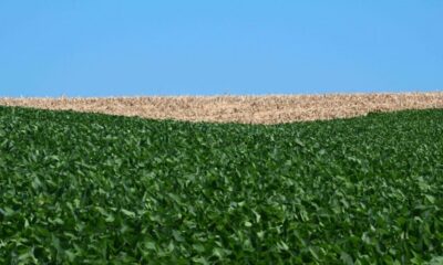 produtores-debatem-adubacao-de-soja-em-mt