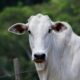 frio-aumenta-riscos-de-doencas-respiratorias-em-bovinos-e-exige-atencao-de-pecuaristas
