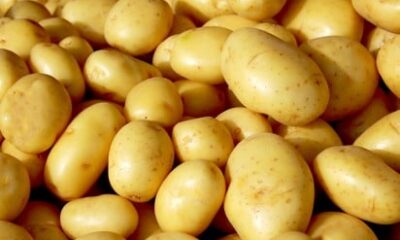 batata:-oferta-maior-reforca-queda-nas-cotacoes