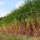 apos-pedido-de-trump,-coca-cola-confirma-uso-de-acucar-de-cana