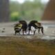 abelha-nativa-pode-ser-chave-no-controle-da-dengue,-aponta-estudo