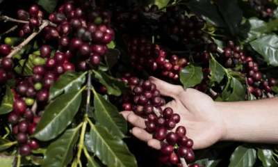 cafe-brasileiro-deve-entrar-na-lista-de-excecoes-do-tarifaco