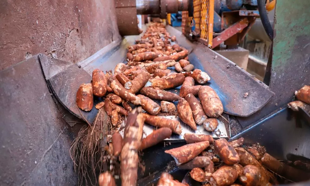 mandioca:-em-julho-media-de-precos-cai-8%