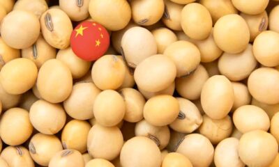 demanda-chinesa-e-desempenho-das-lavouras-de-soja-dos-eua-ditarao-os-precos-da-commodity