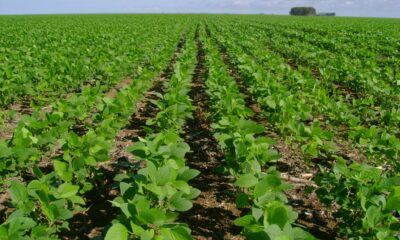 abiove-consegue-liminar-para-barrar-suspensao-da-moratoria-da-soja