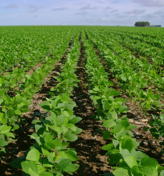 abiove-consegue-liminar-para-barrar-suspensao-da-moratoria-da-soja