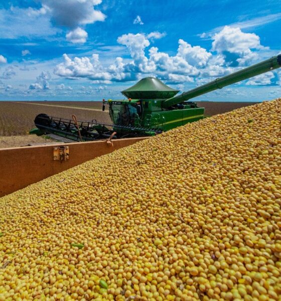 produtores-de-soja-do-oeste-da-bahia-tem-ate-este-domingo-para-cadastro-de-plantio-antecipado