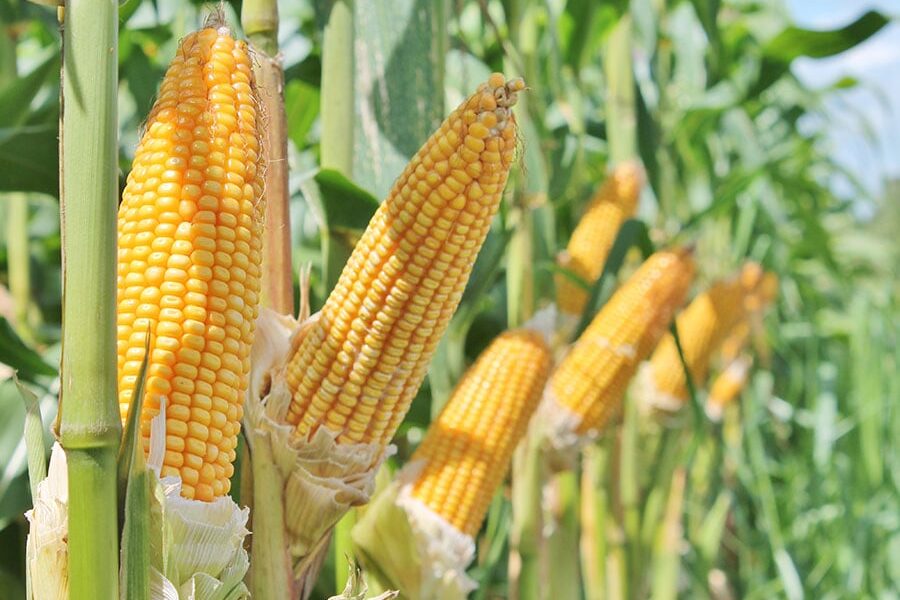 mapa-aprova-zoneamento-agricola-de-milho-2a-safra-para-13-estados