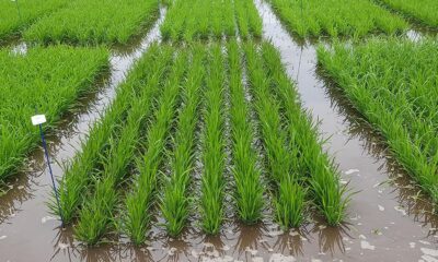 produtividade-de-arroz-no-rio-grande-do-sul-bate-recorde-historico