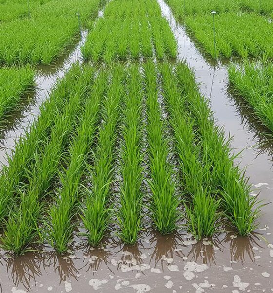 produtividade-de-arroz-no-rio-grande-do-sul-bate-recorde-historico