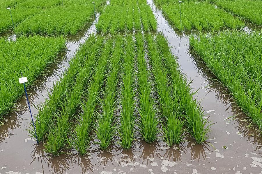 produtividade-de-arroz-no-rio-grande-do-sul-bate-recorde-historico