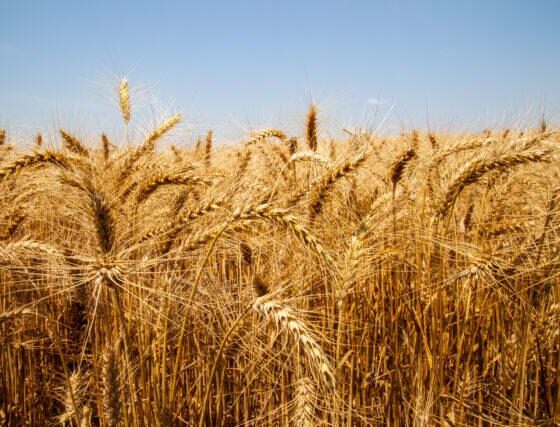importacao-de-trigo-em-2025-deve-registrar-o-maior-volume-da-historia