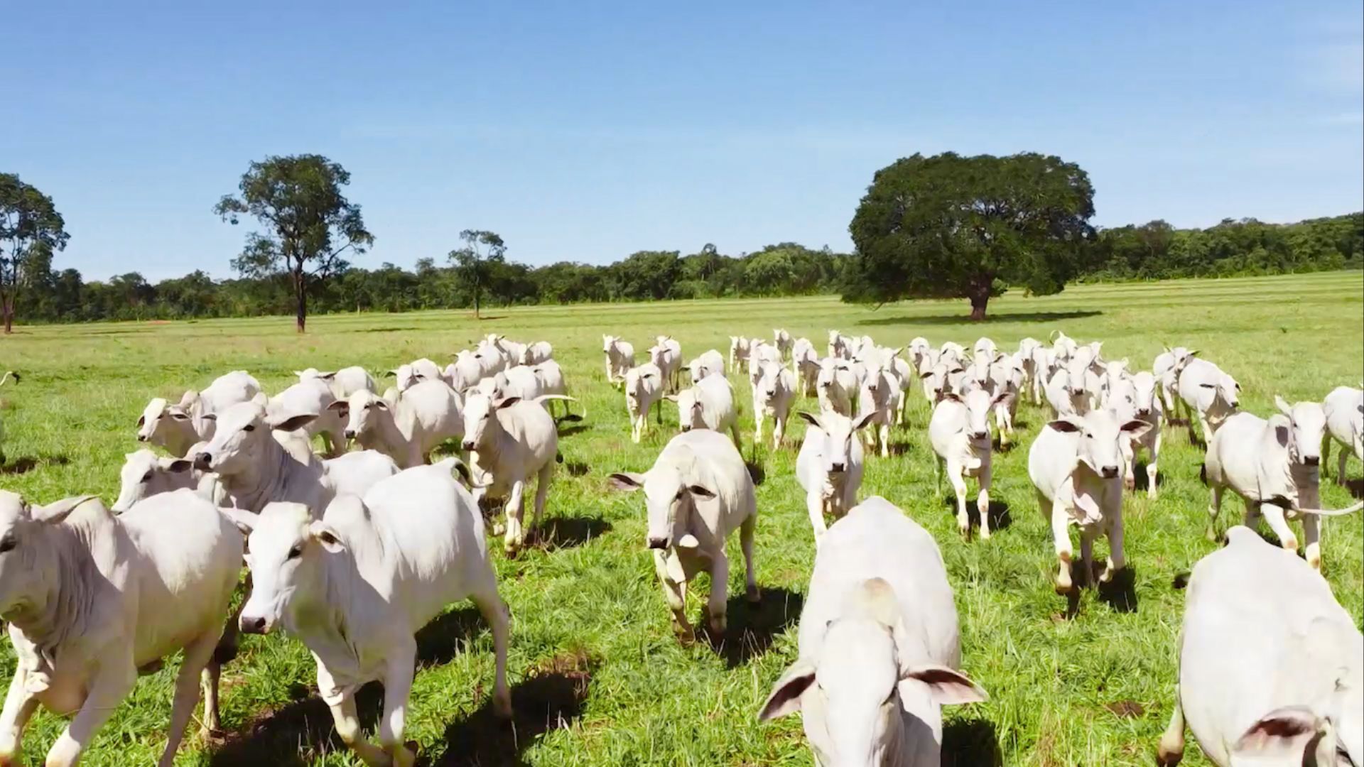 brasil-comecara-a-exportar-bovinos-e-bubalinos-a-pais-africano