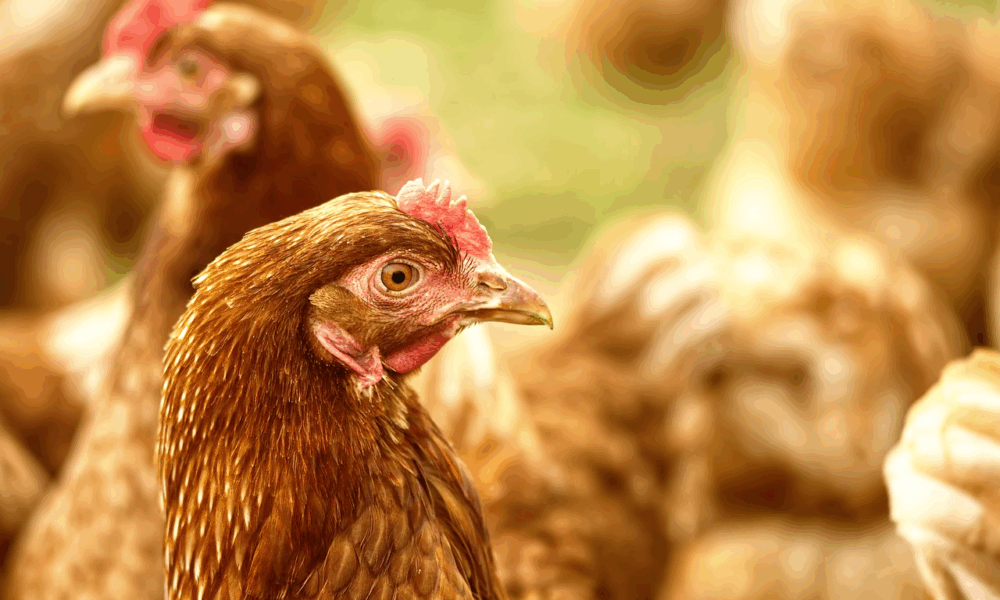 brasil-registrou-recorde-de-aves-comerciais-e-ovos-em-2024,-mostra-ibge