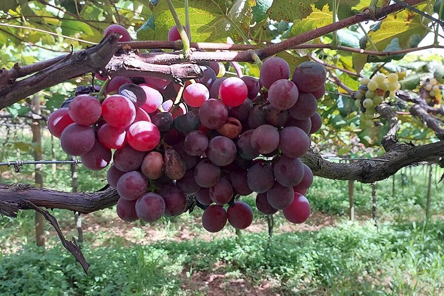 acao-recupera-95%-das-areas-afetadas-pela-podridao-da-uva