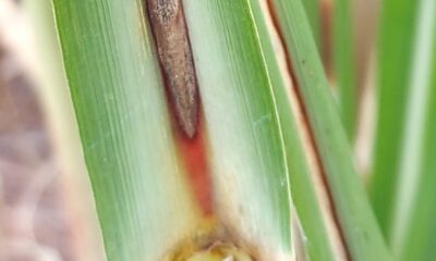 fungo-causador-da-murcha-da-cana-de-acucar-e-identificado