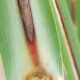 fungo-causador-da-murcha-da-cana-de-acucar-e-identificado