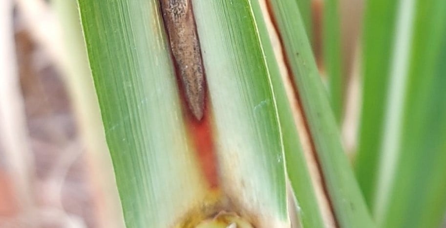 fungo-causador-da-murcha-da-cana-de-acucar-e-identificado