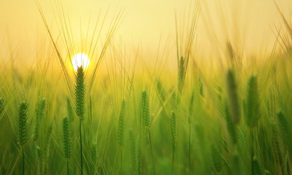 chuvas-em-setembro-favorecem-desenvolvimento-de-cultivos-de-inverno,-diz-conab