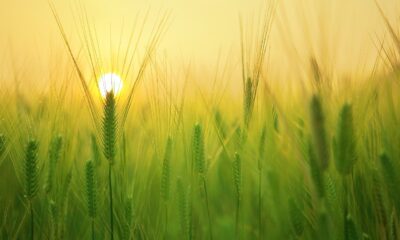 chuvas-em-setembro-favorecem-desenvolvimento-de-cultivos-de-inverno,-diz-conab
