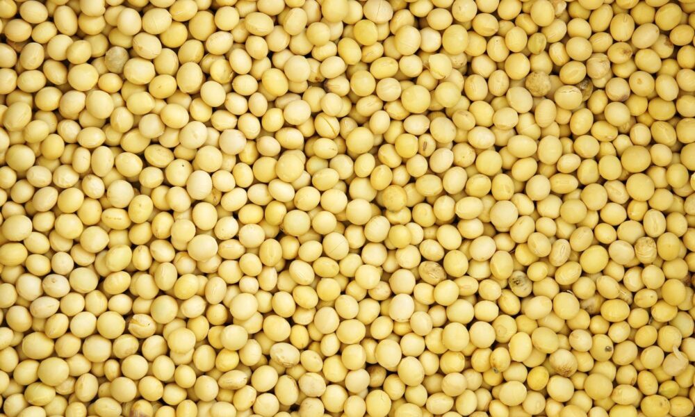 semana-agitada,-mas-negativa-para-a-soja;-argentina-entra-no-‘game’-e-eua-avancam-na-colheita