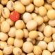 china-nao-esta-abastecida-e-precisa-da-soja-dos-eua,-diz-chefe-do-usda