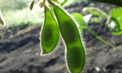 paralisacao-nos-eua-deixa-soja-brasileira-as-cegas-e-precos-oscilam