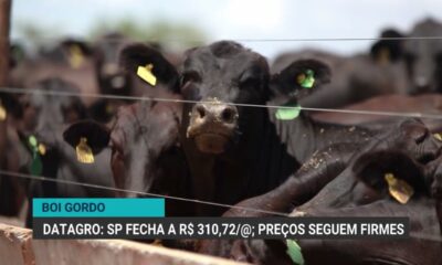 preco-do-boi-gordo-se-mantem-firme-e-indicador-de-ms-atinge-maior-valor-do-dia