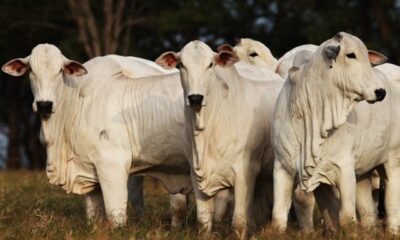encurtamento-das-escalas-de-abate-mantem-mercado-do-boi-gordo-aquecido