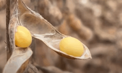 potencial-de-produtividade-da-safra-brasileira-de-soja-pode-cair,-diz-consultor-americano