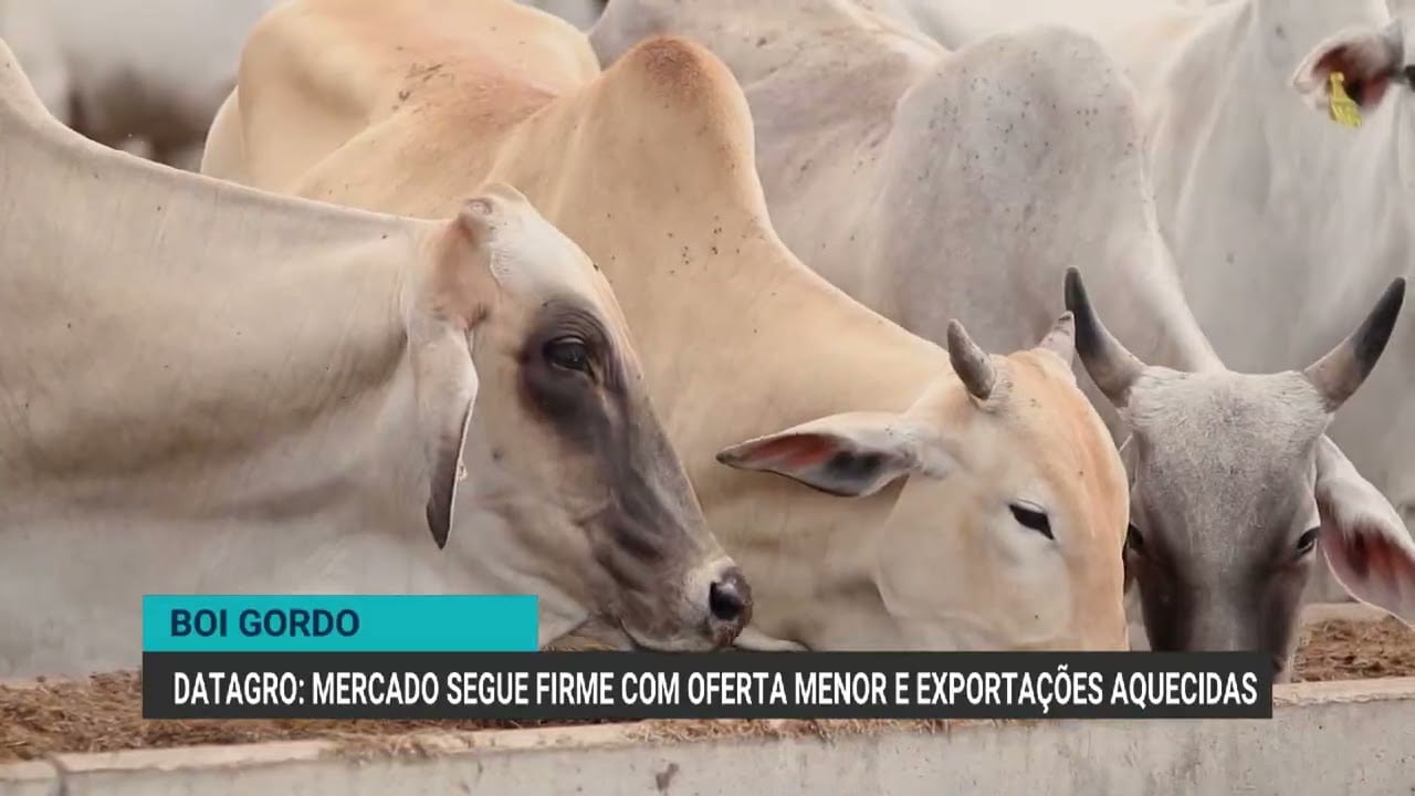 preco-da-arroba-do-boi-em-mato-grosso-do-sul-se-aproxima-de-sao-paulo