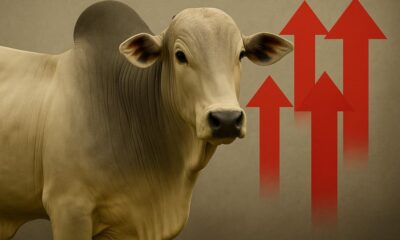 arroba-do-boi-gordo-sobe-r$-5-em-apenas-um-dia-em-tres-estados