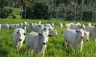 mercado-do-boi-gordo-fecha-a-semana-com-cautela-e-atencao-as-exportacoes-para-a-china