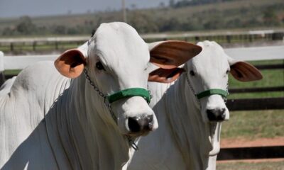 rumores-de-retracao-nas-compras-da-china-marcam-o-fim-da-semana-do-boi-gordo