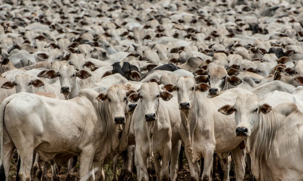indicador-do-boi-gordo-datagro:-sao-paulo-fecha-com-a-maior-cotacao-do-dia