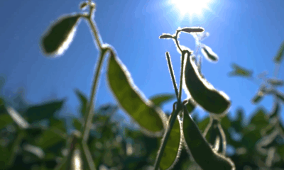 clima-seco-no-matopiba-reduz-estimativa-de-producao-de-soja-no-brasil