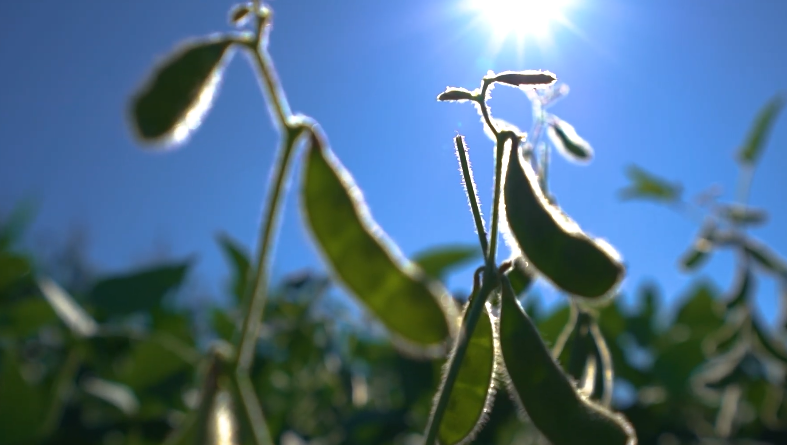 clima-seco-no-matopiba-reduz-estimativa-de-producao-de-soja-no-brasil