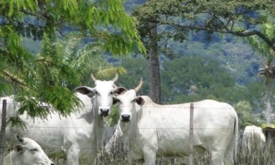 arroba-do-boi-gordo:-veja-como-o-mercado-pecuario-iniciou-a-semana