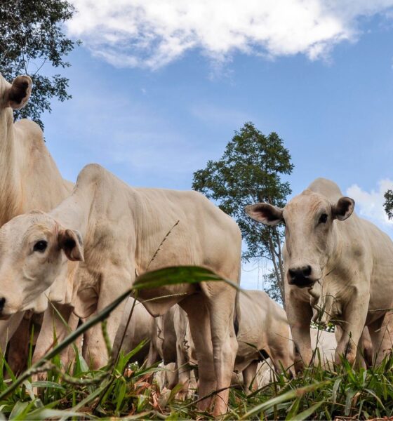 preco-do-boi-gordo:-veja-como-o-mercado-fechou-a-semana